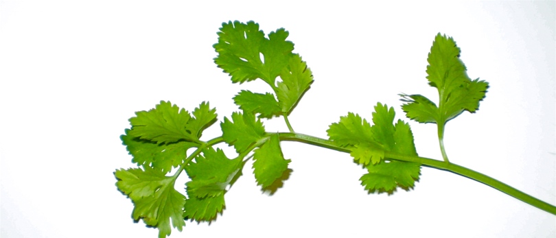 Meaning Of Cilantro